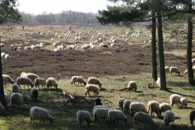 Mini Yoga & Mindfulness Meditation Retreat in Drenthe (NL): 18 - 21 Dec 2020
