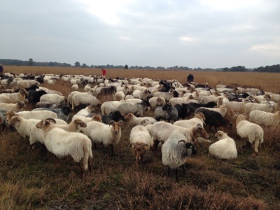 Mini Yoga & Mindfulness Meditation Retreat in Drenthe (NL): 18 - 21 Dec 2020