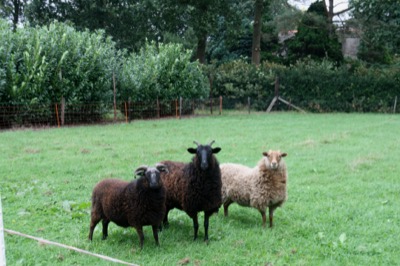 Mini Yoga & Mindfulness Meditation Retreat in Drenthe (NL): 18 - 21 Dec 2020