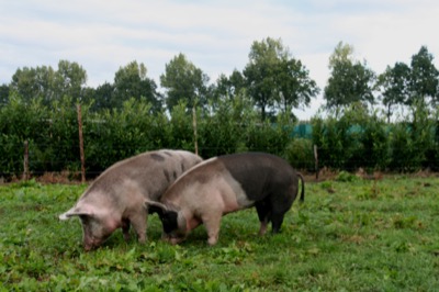 Mini Yoga & Mindfulness Meditation Retreat in Drenthe (NL): 18 - 21 Dec 2020